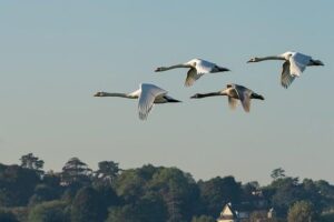 Navigating Migration Complexity: The Role of Data Types